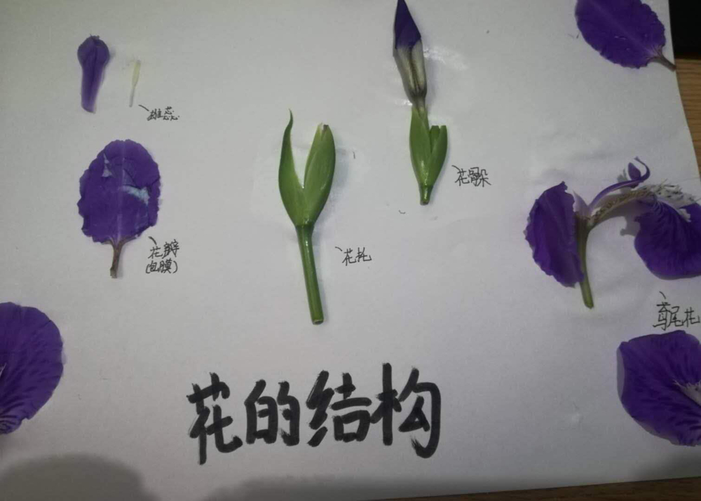 我们还会亲手绘制的花的结构模型哦.
