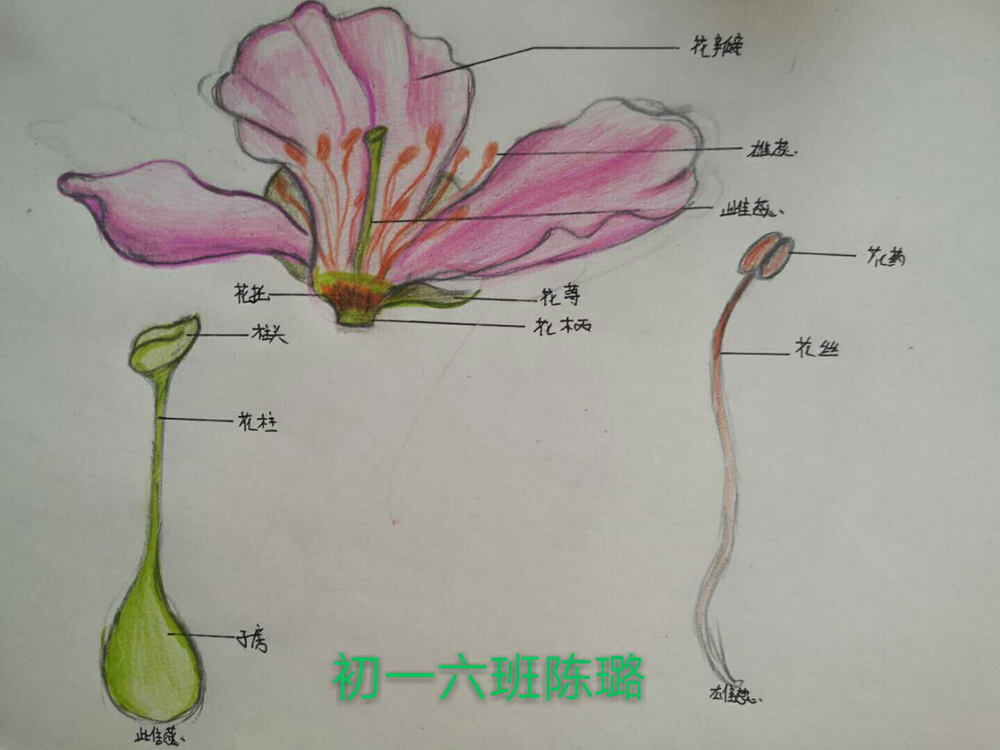 我们还会亲手绘制的花的结构模型哦.